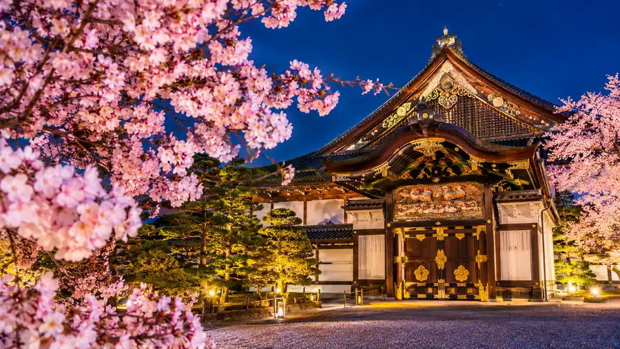 Nijo Castle Cherry Blossom & Night Illumination Events